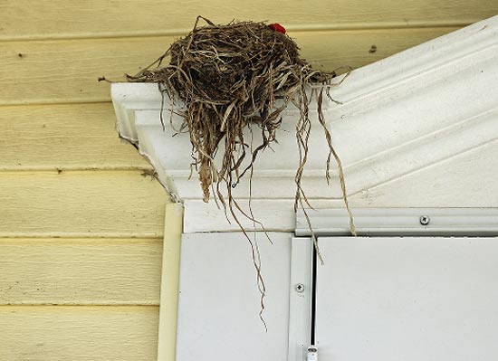 Nuisance Birds making nests at home