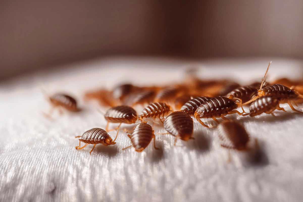 bed bigs infestation close up