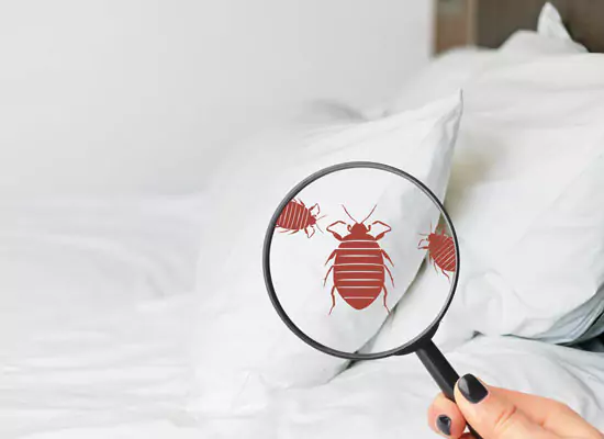 bedbugs under the microscope