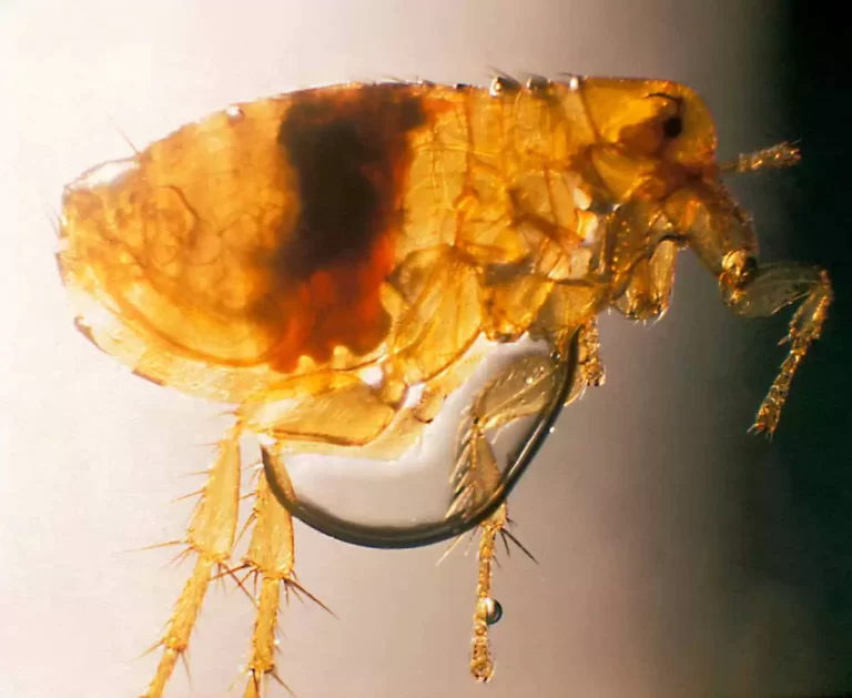 flea extermination service close up of flea