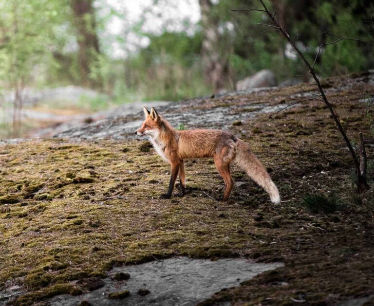 fox pest control image