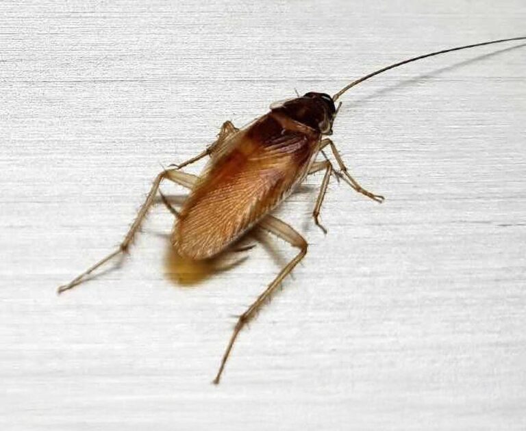 German Cockroach infestion, pest control service UK